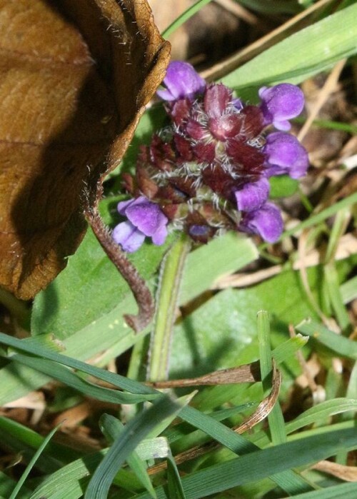 Die Kleine Braunelle gehört zu den Lippenblütlern(Lamiaceae).
https://de.wikipedia.org/wiki/Kleine_Braunelle

Aufnameort: Eiershausen Hirschbergwald (1.Hirschbergweg)
Kamera: Canon EOS 700D