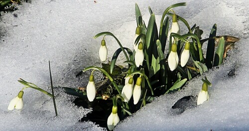 kleine-schneeglocken-galanthus-20219.jpeg