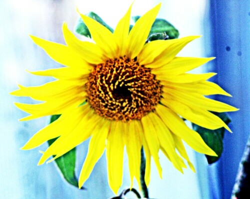 kleine-sonnenblume-helianthus-annuus-l-21191.jpeg