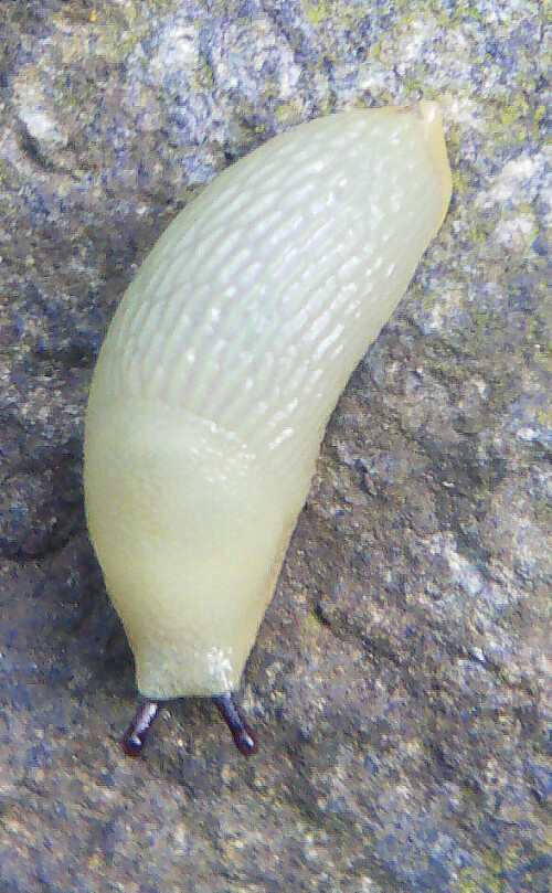 Eine kleine und weißlich gefärbte Wegschnecke.
Sie ernährt sich meist durch Pilze.
http://de.wikipedia.org/wiki/Kleine_Wegschnecke

Aufnameort: Simmersbach östlich des Einsiedlerhofes
Kamera: Medion Digitaler Full-HD-Camcorder mit Touchscreen Medion Life