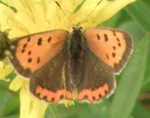 kleiner-feuerfalter-lycaena-phlaeas-l-1761-10815.jpeg