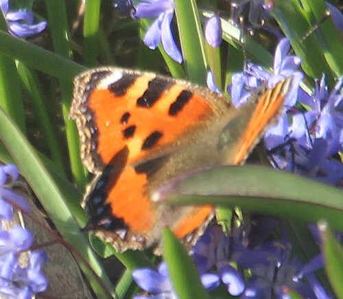 kleiner-fuchs-aglais-urtica-l-1758-20516.jpeg