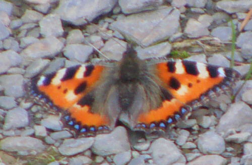 kleiner-fuchs-aglais-urticae-l-1758-10816.jpeg