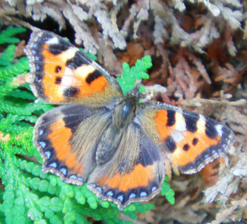 kleiner-fuchs-aglais-urticae-l-1758-11217.jpeg