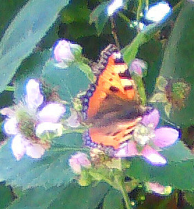 kleiner-fuchs-aglais-urticae-l-1758-13383.jpeg