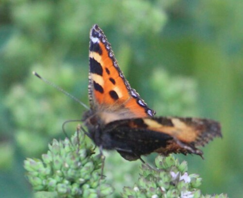 kleiner-fuchs-aglais-urticae-l-1758-14579.jpeg