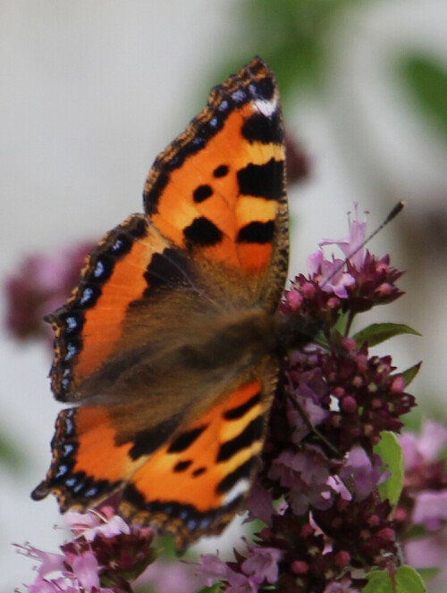 kleiner-fuchs-aglais-urticae-l-1758-17668.jpeg