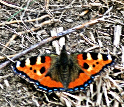 kleiner-fuchs-aglais-urticae-l-1758-21001.jpeg