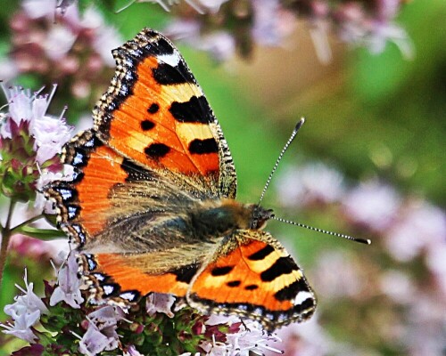 kleiner-fuchs-aglais-urticae-l-19379.jpeg