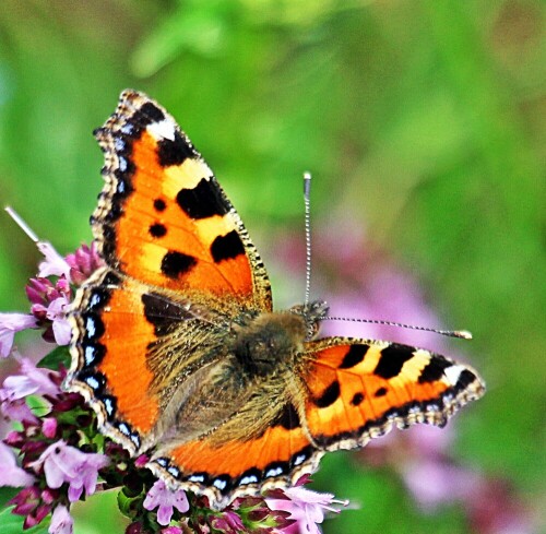 kleiner-fuchs-aglais-urticae-l-19541.jpeg