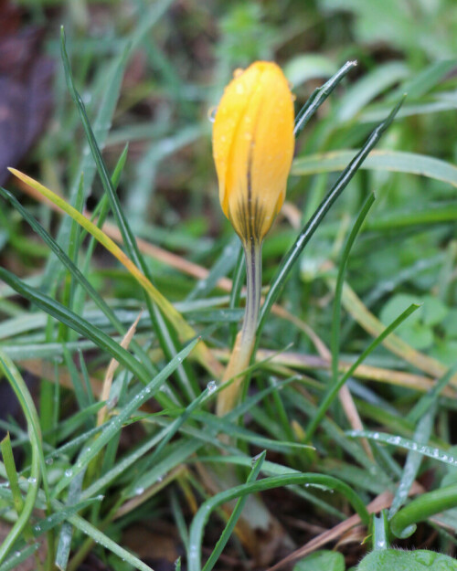 kleiner-krokus-crocus-chrysanthus-am-aufbluhen-16094.jpeg