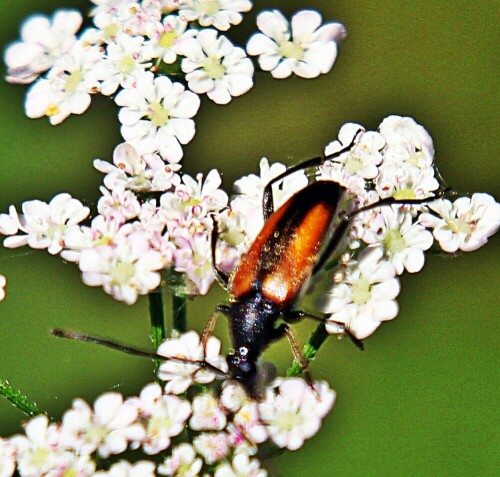 Der Kleine oder Gemeine Schmalbock kann in Europa, Sibirien, im Norden der Monoglei sowie im Kaukasus gefunden werden.
Dort hält er sich an sonnigen Waldrändern, in Mischwäldern mit Nadelholz sowie in Fichten-Kiefernwäldern oder auf Alm- und Bergwiesen  bis in die Höhe von Mittelgebirgen auf.
Von etwa Mai bis September kann jene Art Käfer auf Blüten - oft Doldenblüten - beobachtet werden.
Seine Larven entwickeln sich im morschen Holz von Nadel- wie Laubbäumen auf, wobei dünne Zweige am Waldboden bevorzugt werden.
https://de.wikipedia.org/wiki/Kleiner_Schmalbock

Aufnameort: Eiershausen Garten
Kamera: Canon EOS 1300D