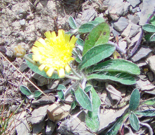 Ein kleinwüchsiges Habichtskraut, das als Lichtpflanze mit wenig Stickstoff in Trockenrasen, Heiden, an Wegen und in Rainen, lichten Wäldern sowie in Felsspalten aufwachsen kann.
http://de.wikipedia.org/wiki/Kleines_Habichtskraut

Aufnameort: Eiershausen westlich der Wacholderheide(Naturschutzgebiet)
Kamera: Digitaler Full-HD-Camcorder mit Touchscreen Medion Life