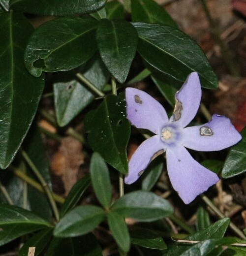 kleines-immergrun-vinca-minor-l-15548.jpeg