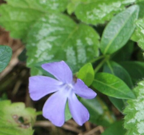 Eine Blume, die zu den Hundsgiftgewächsen(Apocynaceae) gehört.
https://de.wikipedia.org/wiki/Kleines_Immergr%C3%BCn

Aufnameort: Eiershausen Garten
Kamera: Canon EOS 700D