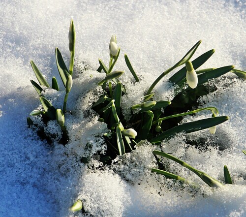 Das Schneeglöckchen kommt in Europa sowie in Südwesten von Asien vor. Von Kleinasien erstreckt sich sein Vorkommen über den Kaukasus bis zum Kaspischen Meer. In Nordamerika gilt es als verwildert.
Durch Tochterzwiebeln können sich Schneeglöckchen vermehren, sodass sie dichte Horste bilden können.
https://de.wikipedia.org/wiki/Schneeglöckchen

Aufnameort: Eiershausen Garten
Kamera: Canon EOS 1300D