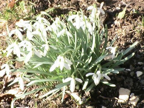 Schneeglöckchen gehören zu den Amaryllisgewächsen(Amaryllidaceae).
Schneeglöckchen sind Zwiebel-Geophyten und werden gelegentlich auch in Gärten angepflanzt.
http://de.wikipedia.org/wiki/Schneeglöckchen

Aufnameort: Eiershausen Garten
Kamera: Digitaler Full-HD-Camcorder mit Touchscreen Medion Life