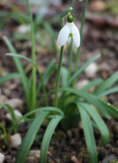 Die Schneeglöckchen gehören zu den Amaryllisgewächsen(Amaryllidaceae).
https://de.wikipedia.org/wiki/Schneeglöckchen

Videoclips hierzu:
https://www.youtube.com/watch?v=c8AbNYpV0yw
https://www.youtube.com/watch?v=MiIyB3NZIyk
https://www.youtube.com/watch?v=nBACaeRjTAc&list=PLSmm-CqccTaqMkPo2PQe06z3zOWrR5D5c
https://www.youtube.com/watch?v=t46fVCymUPw&list=PLSmm-CqccTaqqpUoCbZXvkeEg_YcR5JGl
https://www.youtube.com/watch?v=Q30tRhog_Vk
https://www.youtube.com/watch?v=XnJYWvaB3W4&list=PLSmm-CqccTaqlI0A5cvxkHssbc3zyzAIS
https://www.youtube.com/watch?v=AW_OB8HJSGI&list=PLSmm-CqccTappbH2zKip9H4GN2joKYJ4s
https://www.youtube.com/watch?v=JKEGgSRVp1Y
https://www.youtube.com/watch?v=iaQ7YrqU8P8
https://www.youtube.com/watch?v=U8nW9Oy7L38
https://www.youtube.com/watch?v=6pIyByEx-iM
https://www.youtube.com/watch?v=Zjjf-hcjXgg
https://www.youtube.com/watch?v=fNCxCz7s920
https://www.youtube.com/watch?v=-8ScKD6xOyY
u. a.

Aufnameort: Eiershausen Garten
Kamera: Canon EOS 700D