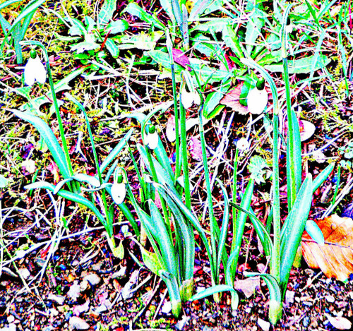 kleines-schneeglockchen-galanthus-nivalis-l-30814.jpeg