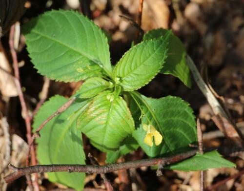 An feuchten und schattigen Orten gedeiht auch das kleinblütige Springkraut.
https://de.wikipedia.org/wiki/Kleines_Springkraut

Aufnameort: Eiershausen Hirschbergwald
Kamera: Canon EOS 700D