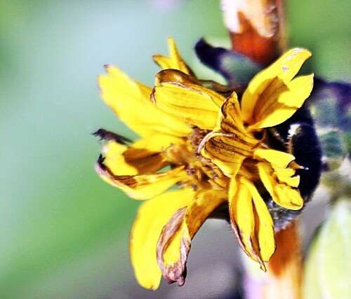 Auch in Gärtnereien gibt es "so manche Blumenzüchtung."
Vergleichsfotos aus dem Internet:
https://www.ecosia.org/images?q=Helianthus+microcephalus
Eine Trauermücke(Sciaridae) hat jenen Blumenkopf noch als "Raststätte" genutzt.

Aufnameort: Eiershausen Garten
Kamera: Canon EOS 1300D