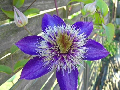 Durch den Zaun gewachsen ist diese Blume meines Nachbarn

Aufnameort: Stadtlohn
Kamera: AL 530 zoom Kamera