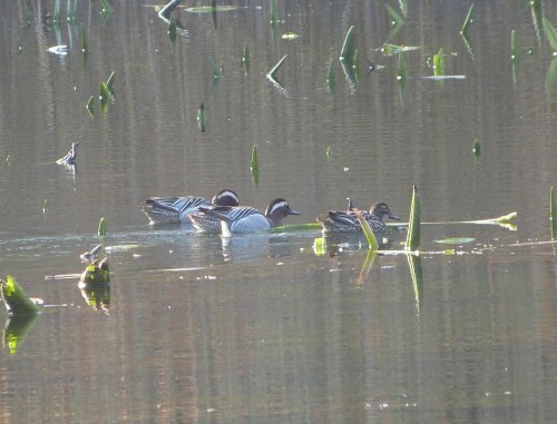 Am 16. 3. hielten sich 9 Knäkenten im Naturschutzgebiet Hegbachaue auf dem Ernst-Ludwig-Teich (Langen/Hess.) auf.
dabei gelang mir diese Aufnahme. Sie ist eine der kleinsten europäischen Enten und nur halb so groß wie eine Stockente.

Aufnameort: Langen/Hessen
Kamera: Lumix FZ 48