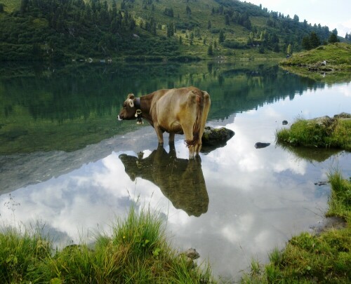 

Aufnameort: Engstlenalp, Berner Oberland/Schweiz
Kamera: Nokia/Natel