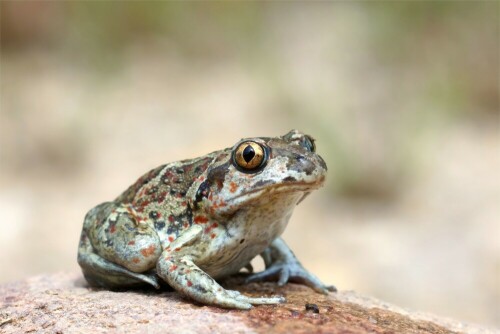 Sie gehören zu den Krötenfröschen, sind nachtaktiv und tagsüber meist im Sand versteckt.  Mit ihren kräfitgen Füßen können sie sich schnell eingraben. Die Augen der Knoblauchkröten sind besonders hübsch. Sie sind selten geworden.

Aufnameort: Oberlausitz
Kamera: Sony SLT A 77 V,