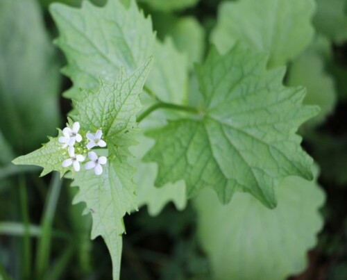 Eine Pflanze, die beim Zerreiben ihrer Blätter einen leichten Duft nach Knoblauch verströmt.
http://de.wikipedia.org/wiki/Knoblauchsrauke

Aufnameort: Eiershausen Vorgarten
Kamera: Canon EOS 700D