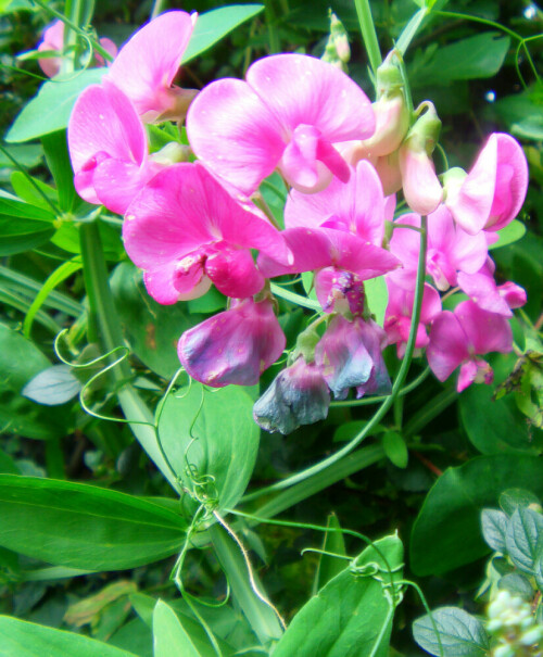 knollen-platterbse-lathyrus-tuberosus-l-11385.jpeg