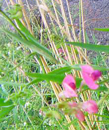 knollen-platterbse-lathyrus-tuberosus-l-12789.jpeg