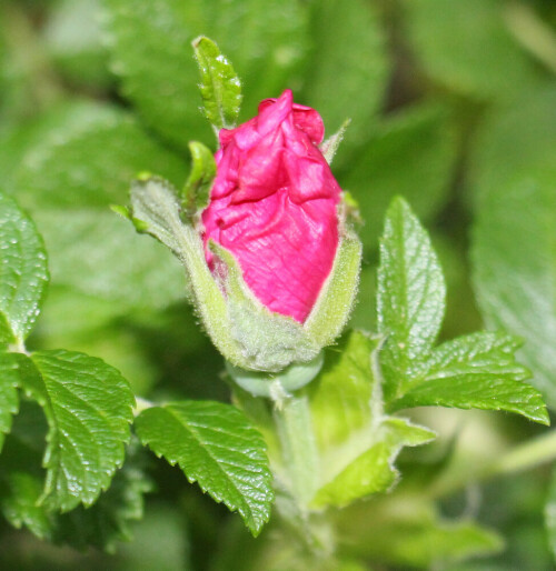 Die Kartoffelrose stammt ursprünglich aus China(Ostasien) und wird hier als Zierpflanze auch in Garten genutzt.
https://de.wikipedia.org/wiki/Kartoffel-Rose

https://www.youtube.com/watch?v=g-6uoRJWXYc
https://www.youtube.com/watch?v=15-TS4kXElk
u. a.

Aufnameort: Eiershausen Straßenrabatte An der Lei 12
Kamera: Canon EOS 700D