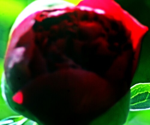 knospe-einer-rote-stauden-pfingstrose-paeonia-20765.jpeg