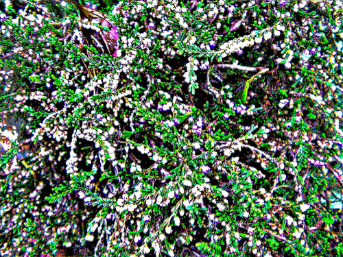 knospende-besenheide-calluna-vulgaris-l-hull-30611.jpeg