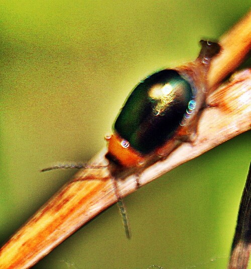 Eine Art Käfer, die im Frühjahr und Sommer beobachtet werden kann und besonders an Polygonum und Rumexarten frisst.
Er ist in Europa weit verbreitet.
https://de.wikipedia.org/wiki/Knöterichblattkäfer

Aufnameort: Eiershausen Garten
Kamera: Canon EOS 1300D