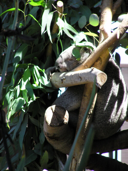 Koala im Zoo von San Diego

Aufnameort: San Diego, USA
Kamera: Olympus Camedia C-750 UltraZoom