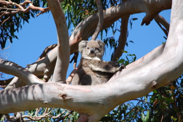 

Aufnameort: Australien, Victoria
Kamera: Nikon D80