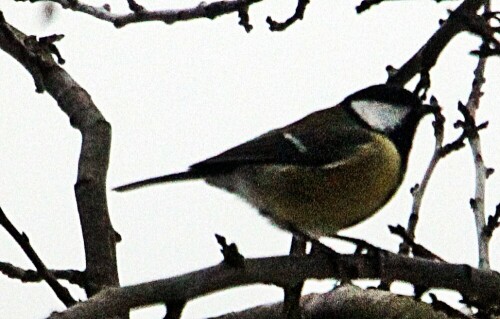 kohlmeise-parus-major-l-1758-01-20177.jpeg