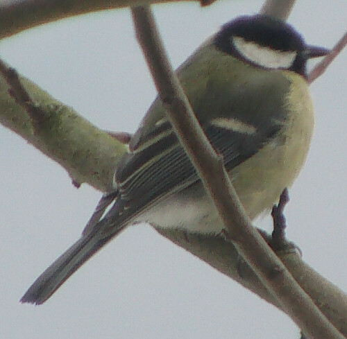 Kohlmeisen gelten als Teilzieher und nehmen ebenfalls recht stetig an einer Winterfütterung teil.
http://de.wikipedia.org/wiki/Kohlmeise

Aufnameort: Eiershausen Garten
Kamera: Medion Digitaler Full-HD-Camcorder mit Touchscreen Medion Life