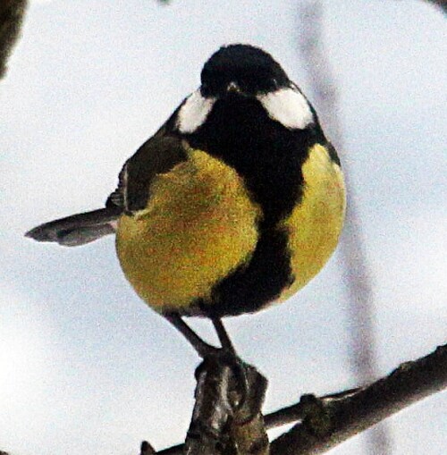 kohlmeise-parus-major-l-1758-20159.jpeg