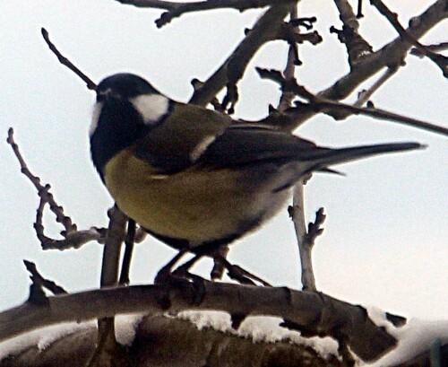 kohlmeise-parus-major-l-1758-20325.jpeg