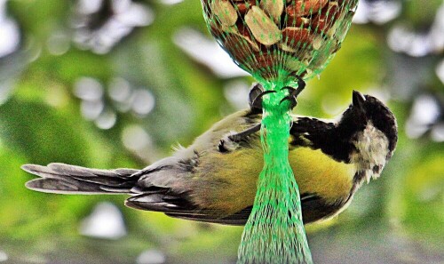 kohlmeise-parus-major-l-1758-a-19548.jpeg