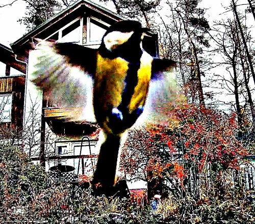 kohlmeise-parus-major-l-1758-im-flug-29582.jpeg