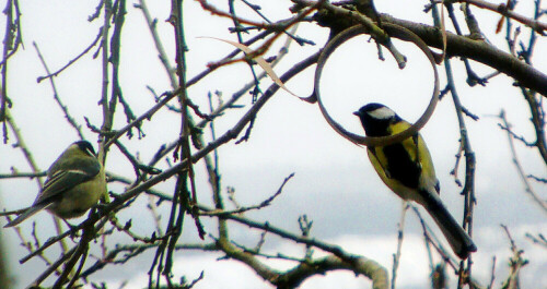 kohlmeisen-parus-major-l-1758--27714.jpeg