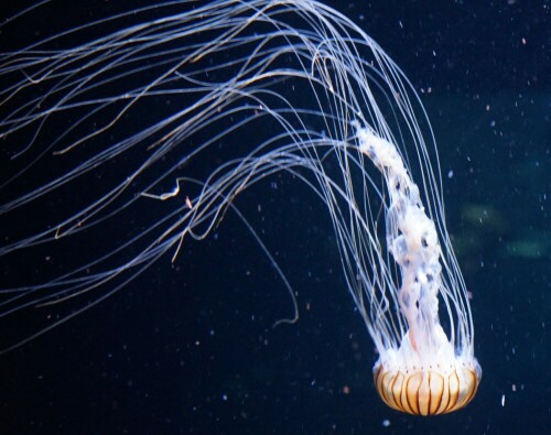 Von überirdischer Schönheit ist diese farbige Qualle.

Aufnameort: Ozeaneum Stralsund
Kamera: Sony Alpha 7/II