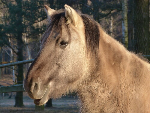 konik-6860.jpeg