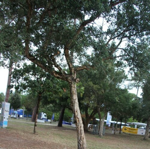 Jener Baum stand neben einer Parkfläche mit einem anschließenden Naturpark Gascogne mit Werbeplakaten(Sport/Industrie/Wirtschaft) in Südfrankreich(in der Nähe des Arcachon-Beckens).
https://de.wikipedia.org/wiki/Korkeiche

Aufnameort: Südfrankreich Naturpark Gascogne
Kamera: Canon EOS 700D