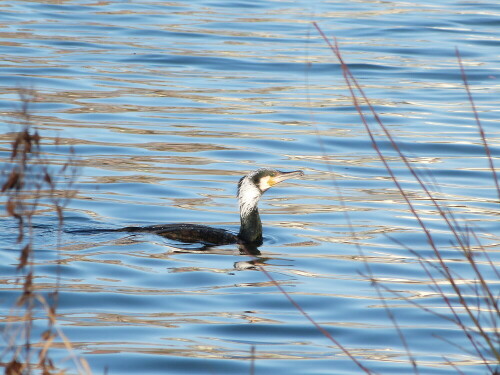 Kormoran mit weißem Hals in der Nähe der Uni auf dem Main.
Hier gibt es einen Bestand von ca. 10 bis 15 Exemplaren, die man nur einzeln beim Fischen beobachten kann.

Aufnameort: Frankfurt/Main
Kamera: Lumix FZ 48