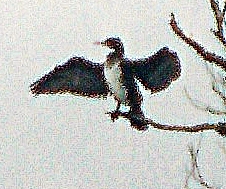 kormoran-aus-dem-vorjahr-phala-20008.jpeg